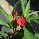 Roscoea purpurea `Red Gurkha` (klein)